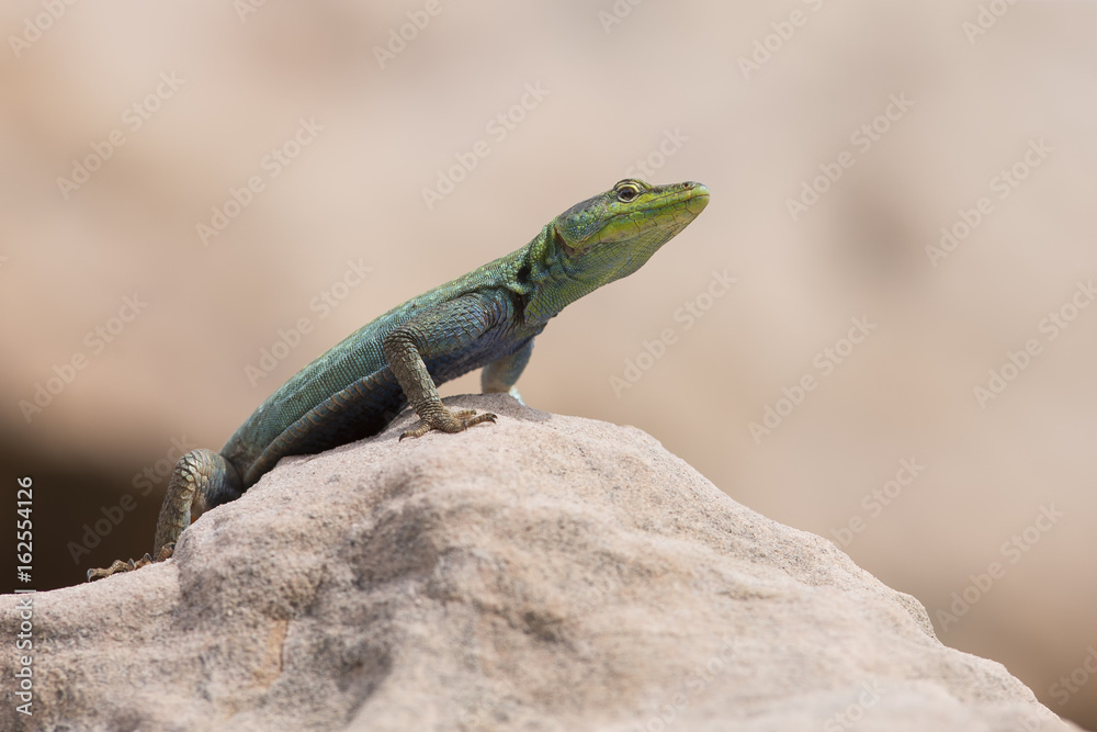 Male Platysaurus lizard on a rock in Mapungubwe, South Africa. Male Platysaurus lizard on a rock in Mapungubwe, South Africa.