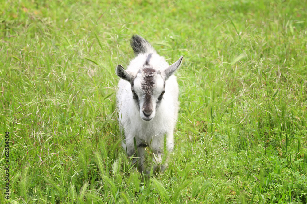 Cute funny goatling in green meadow