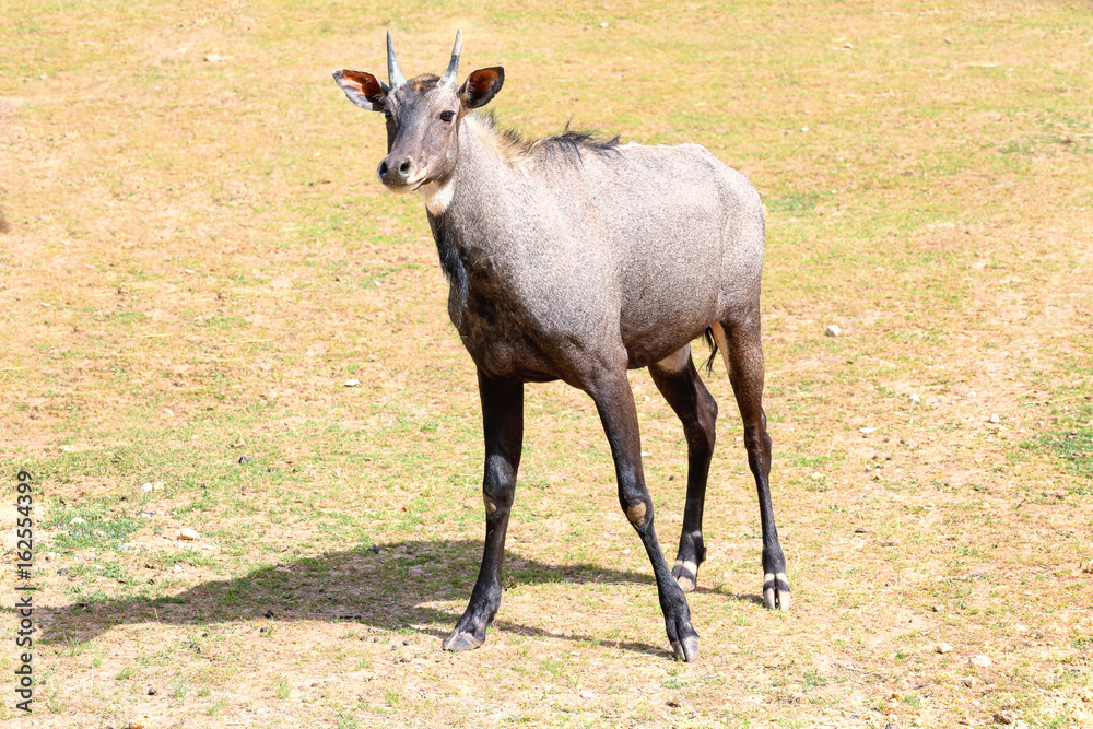 Cute neelgai antelope in zoological garden Cute neelgai antelope in zoological garden