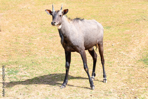 Cute neelgai antelope in zoological garden