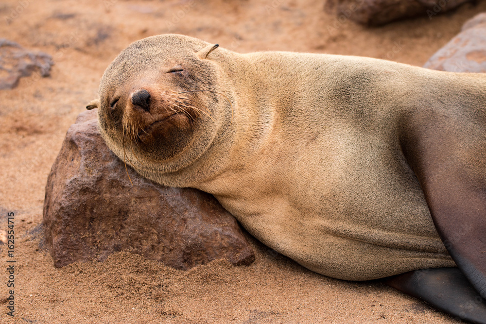 Fototapeta premium Cape fur seal resting on the Skeleton Coast, Namibia