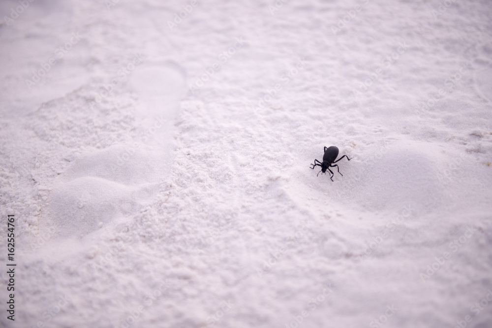 Black bug walking on sand