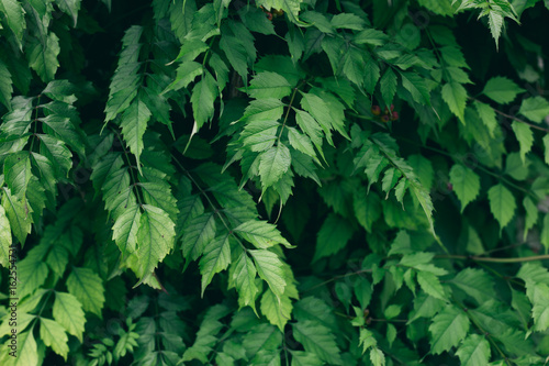 Green leaves wall