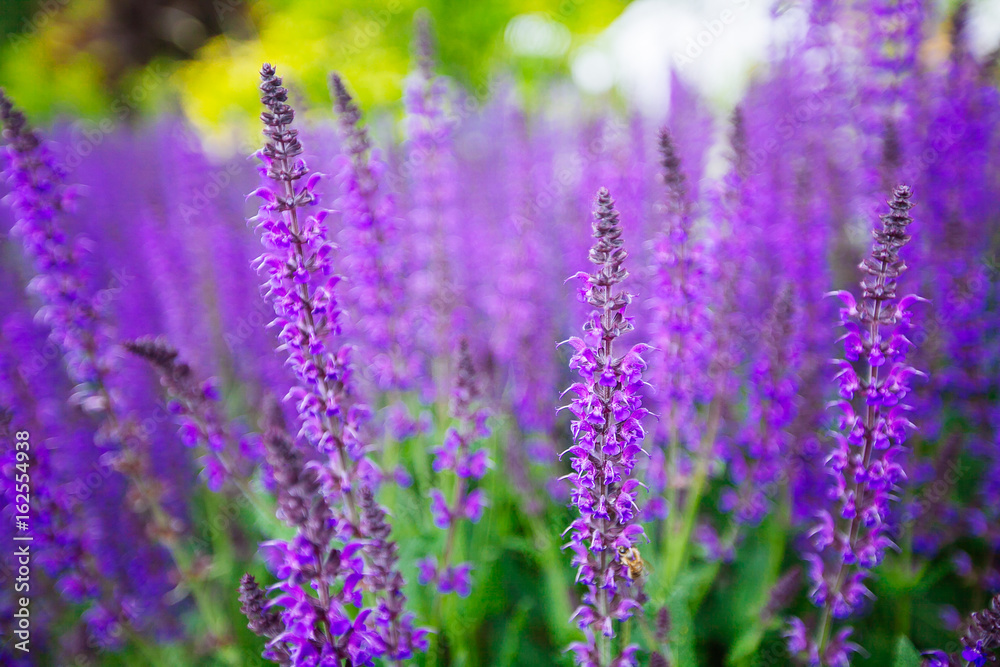 Blue Salvia (salvia farinacea) flowers blooming Blue Salvia (salvia farinacea) flowers blooming