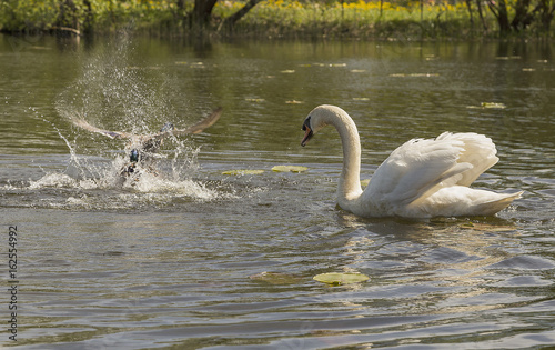 Swan and ducks