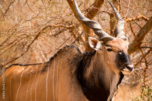 Giant eland in the Bandia Reserve, Senegal photo