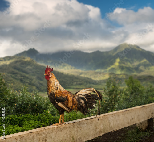Fotografering Wild cockerel at Princeville overlook Kauai