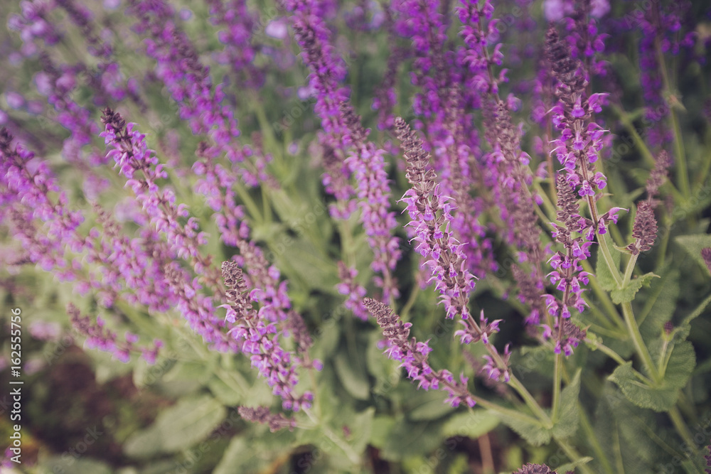 Fototapeta premium Blue Salvia (salvia farinacea) flowers blooming