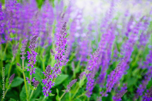 Blue Salvia  salvia farinacea  flowers blooming