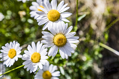 detail of blooming daisy flower