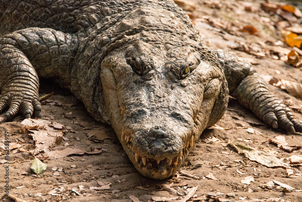 Fototapeta premium Close up of a crocodile in the Gambia River, Gambia