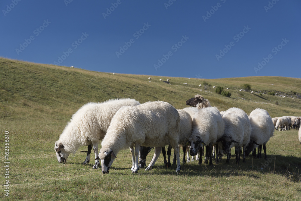 Obraz premium Montenegro landscape