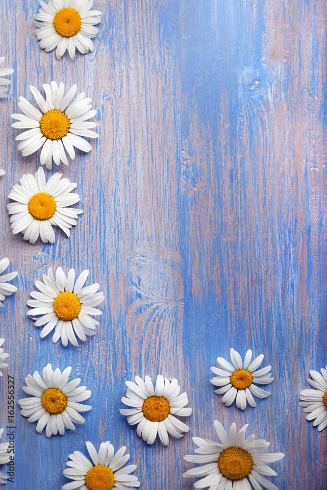 Fototapeta premium Background of daisies on an old wood board