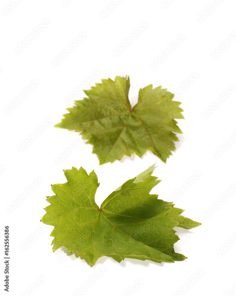 young twisting wine leaf isolated on white young twisting wine leaf isolated on white