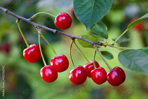 Ripe cherries branch closeup photo. Red berry fruit tree, green leaves, summer time garden background. Selective focus, soft focus. Beautiful bokeh photo.