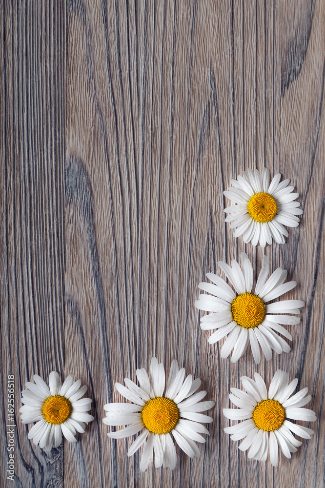 Obraz premium Background of daisies on an old wood board