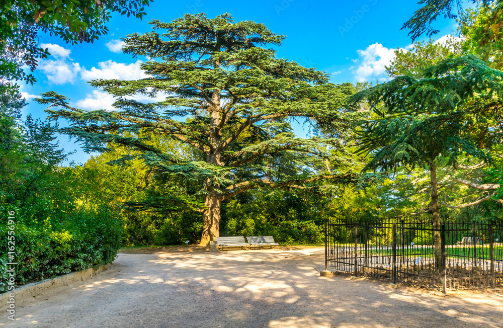 Cedar of Lebanon in a landscape park on the southern coast of the Crimea