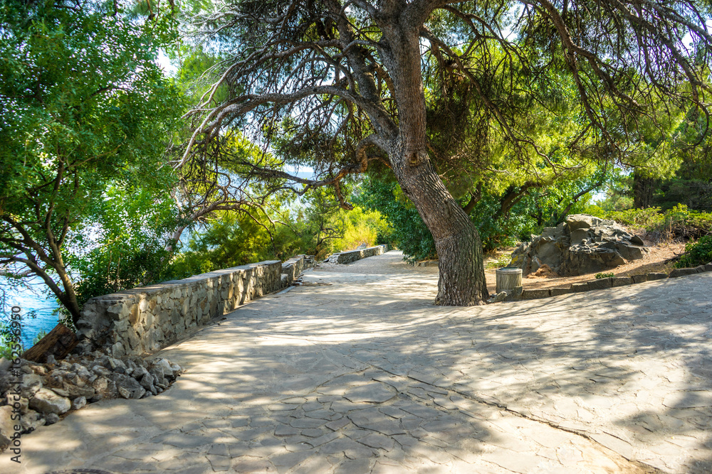 Alley in the park on the beach in the Crimea Alley in the park on the beach in the Crimea