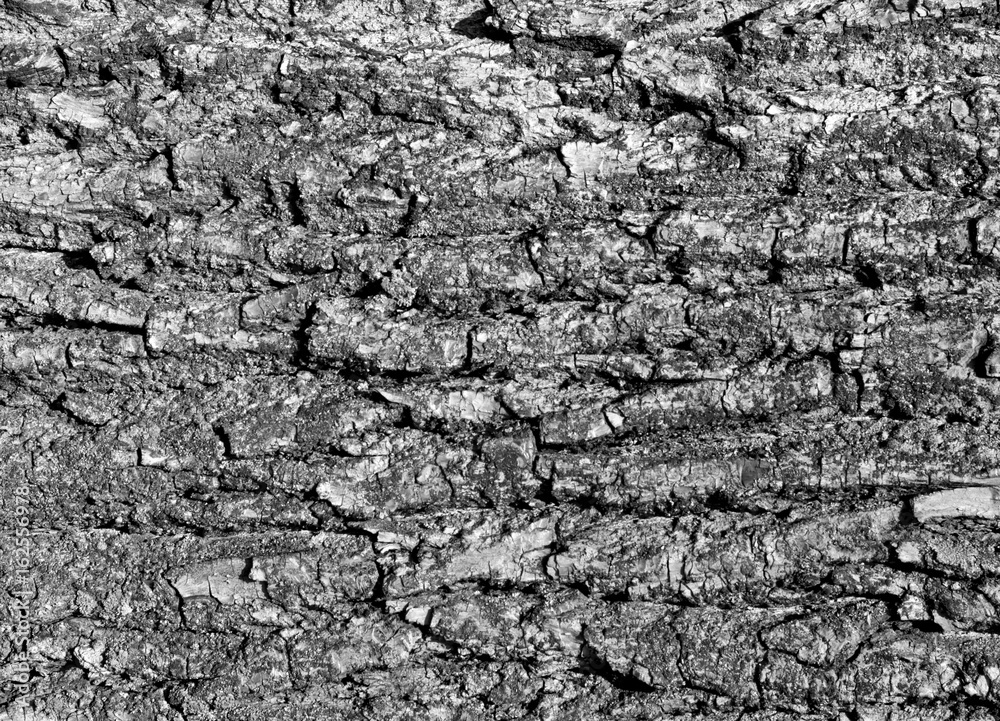 Tree bark texture in black and white Tree bark texture in black and white