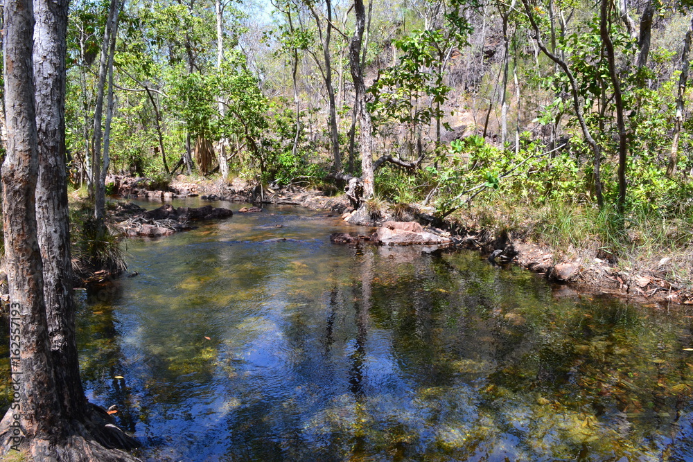 forest with lake in litchfield national park