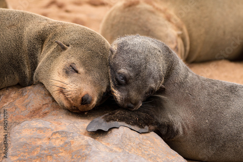 Cape fur seal colony, Namibia
