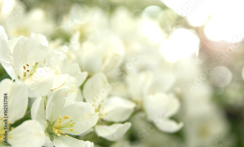 Apple tree blossoms in spring sunlight with bokeh background