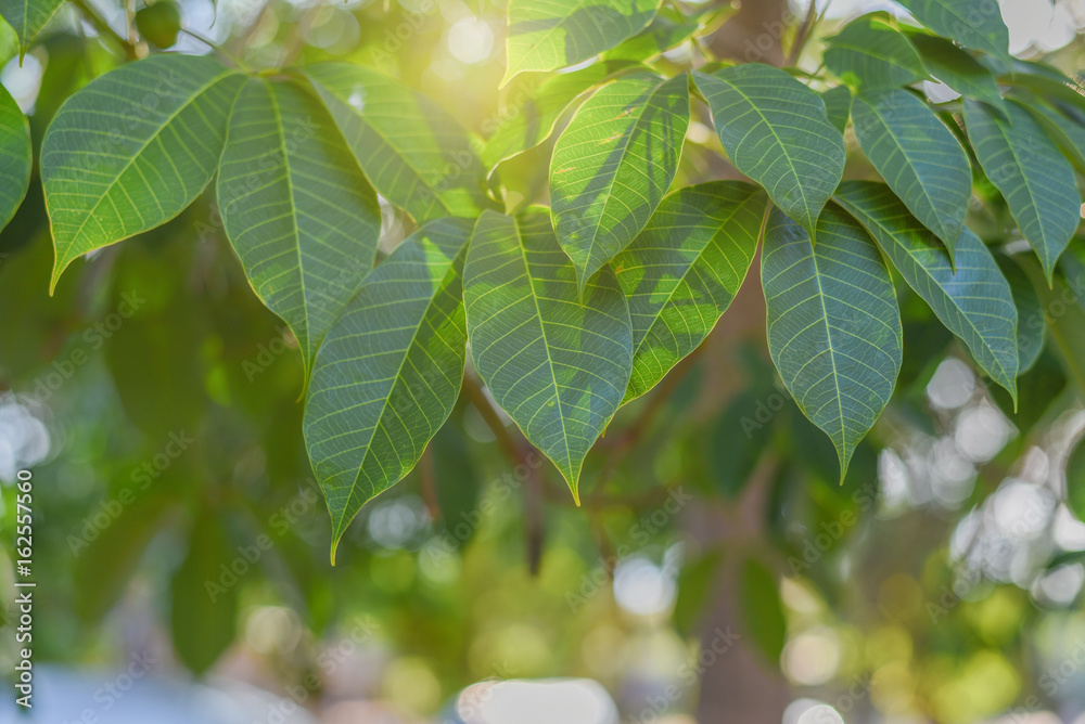 Obraz premium leaf of rubber tree With sun light
