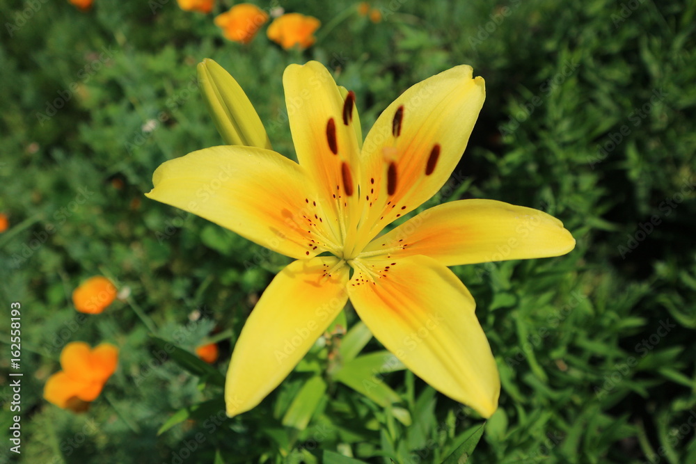 Asiatic hybrid lilium 'Pollyanna' one yellow flower and buds