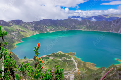 Beautiful andean plant chuquiragua, with an amazing view of lake of the Quilotoa caldera in the back. Quilotoa is the western volcano in Andes range and is located in andean region of Ecuador © Fotos 593