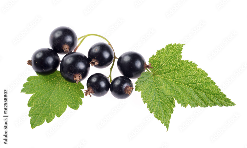 Fresh black currant isolated on white background Fresh black currant isolated on white background