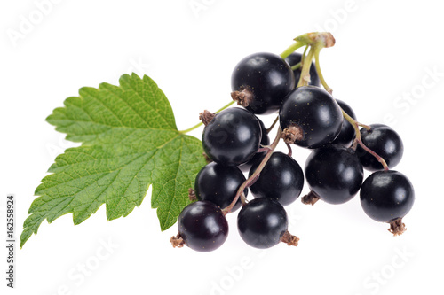 branch black currant isolated on white background