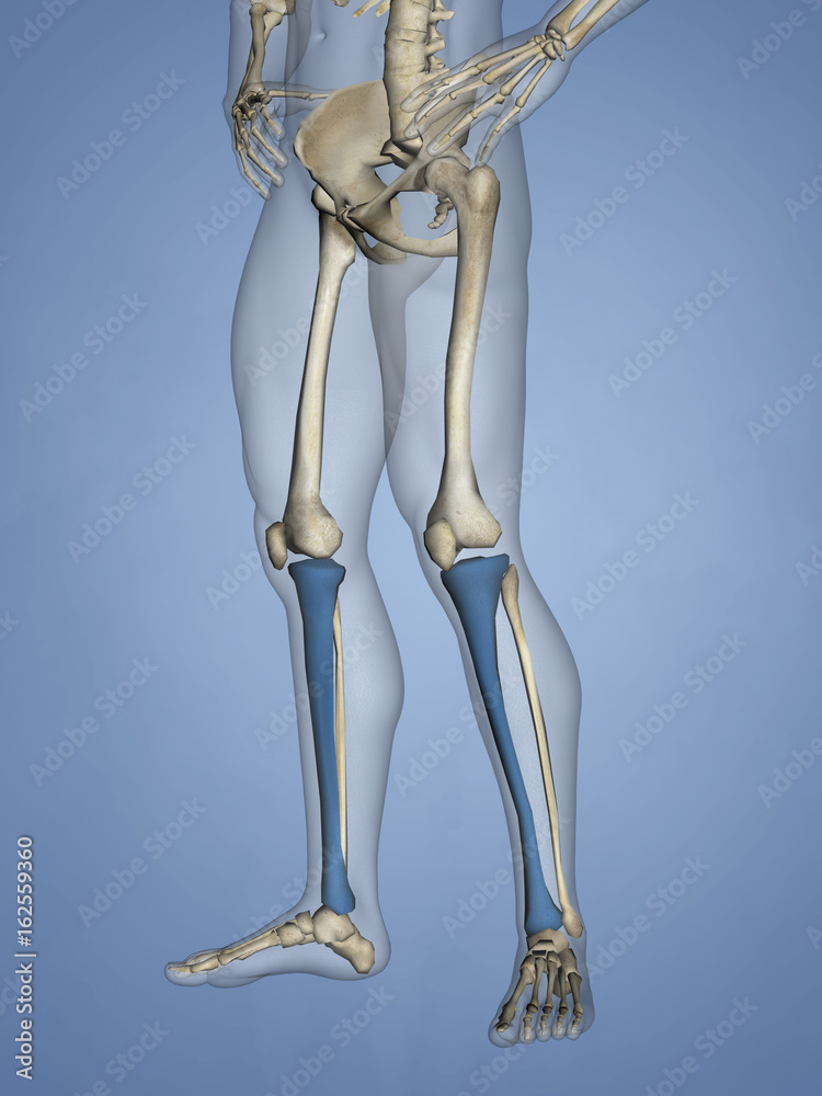 Tibia, 3D Model Tibia, 3D Model