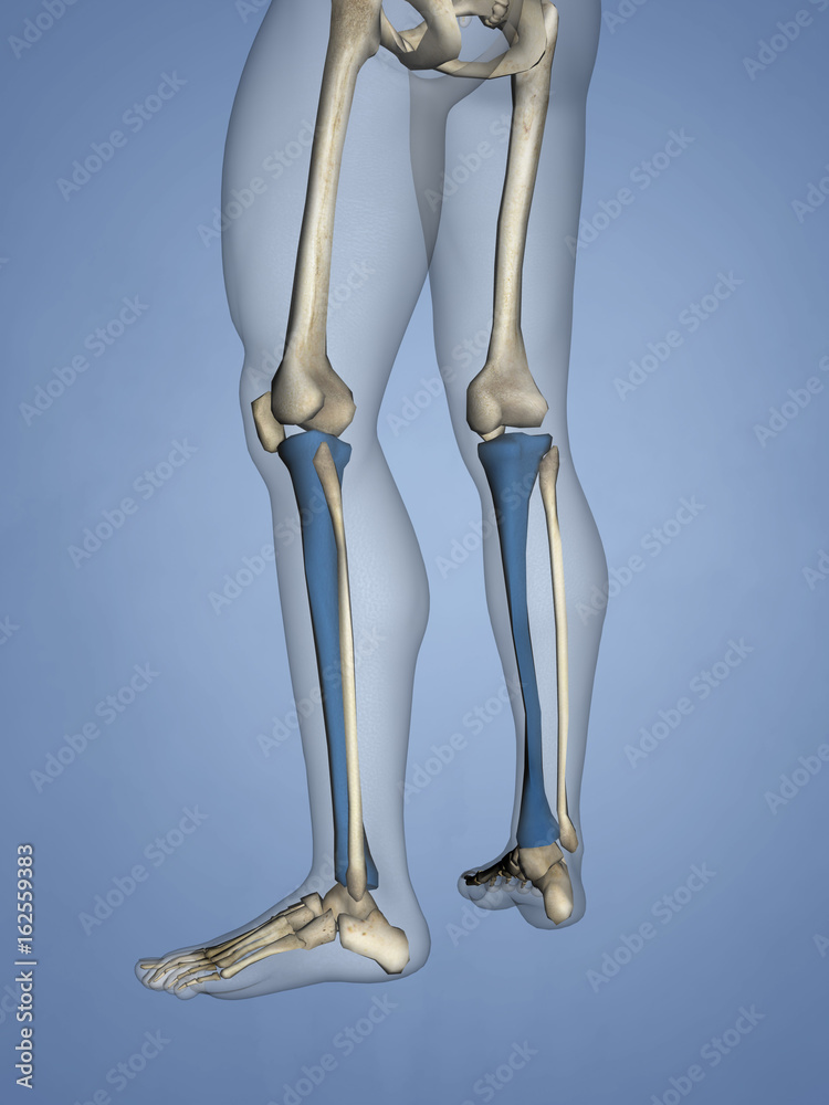 Tibia, 3D Model Tibia, 3D Model
