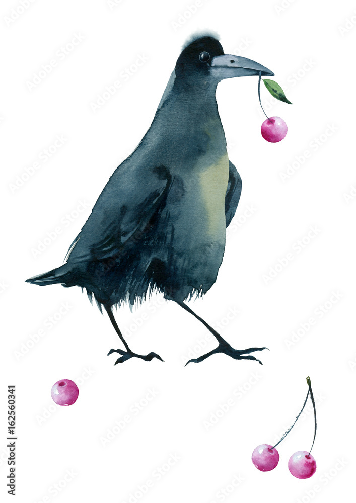 Fototapeta premium Watercolor painting sketch bird. Black crow with berries on a white background.