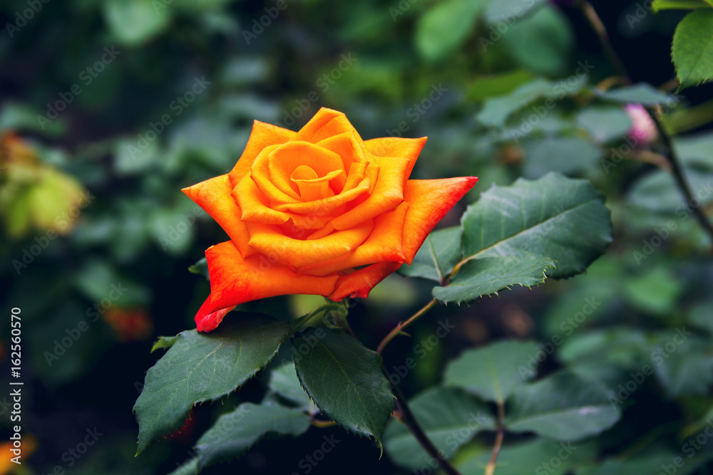 Beautiful red yellow orange rose