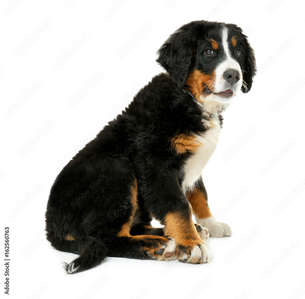 Cute funny dog on white background
