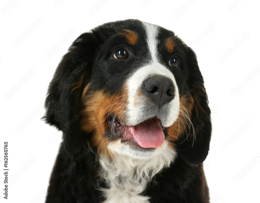 Cute funny dog on white background, closeup