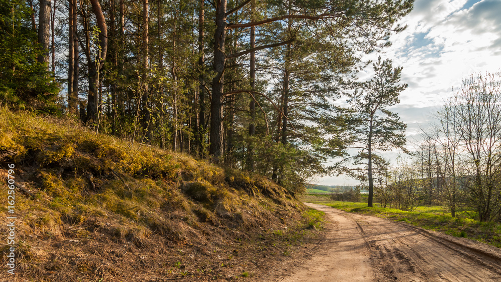 Summer landscape. Suburban dirt road along the forest in the evening light