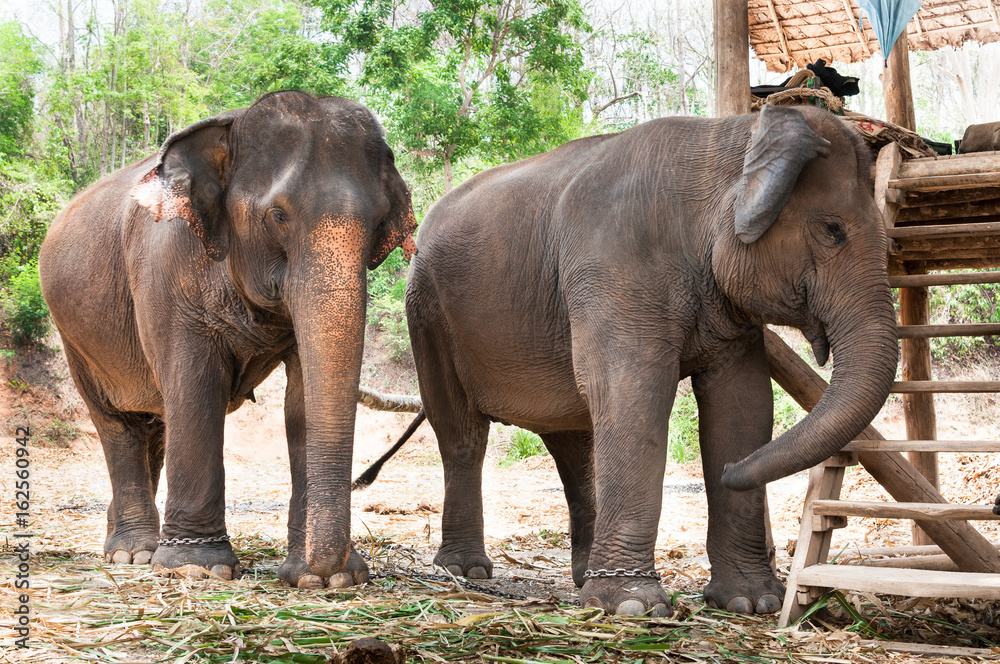 Asian elephant in Thailand