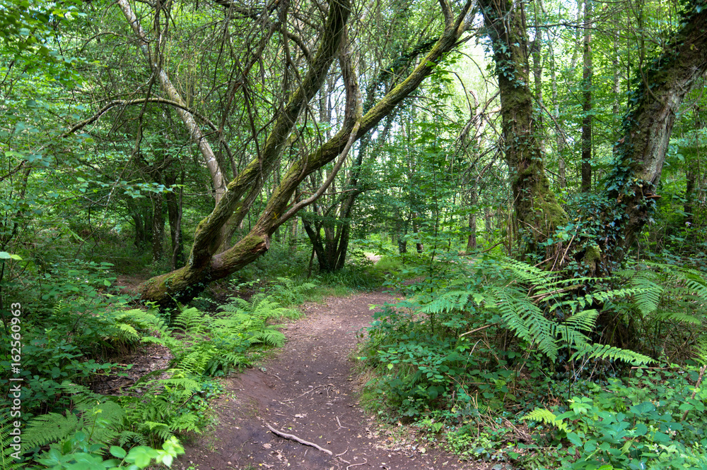 Foret de Broceliande Foret de Broceliande