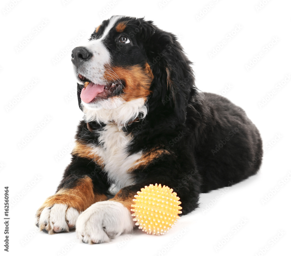 Cute funny dog with rubber ball on white background