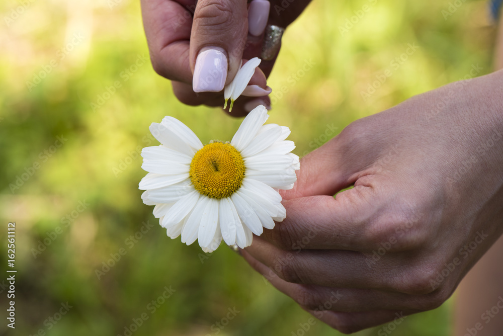 Women's hands tearing petals with chamomile Women's hands tearing petals with chamomile