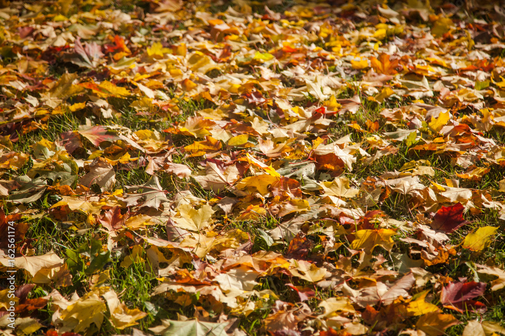Background of dried leaves on the green grass. autumn