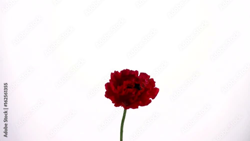 Red poppy flower blooming in time-lapse on a white background. Time lapse. Full HD 1080p. Timelapse Red poppy flower blooming in time-lapse on a white background. Time lapse. Full HD 1080p. Timelapse