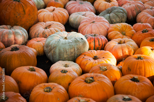 A lot of pumpkins on Halloween, seasonal autumn decorative backg
