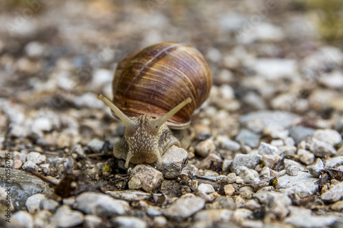 Schnecke auf Steinen