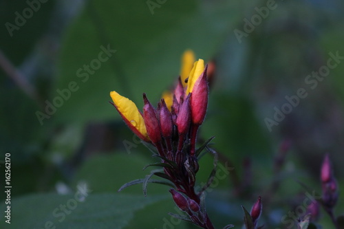 feuer blume