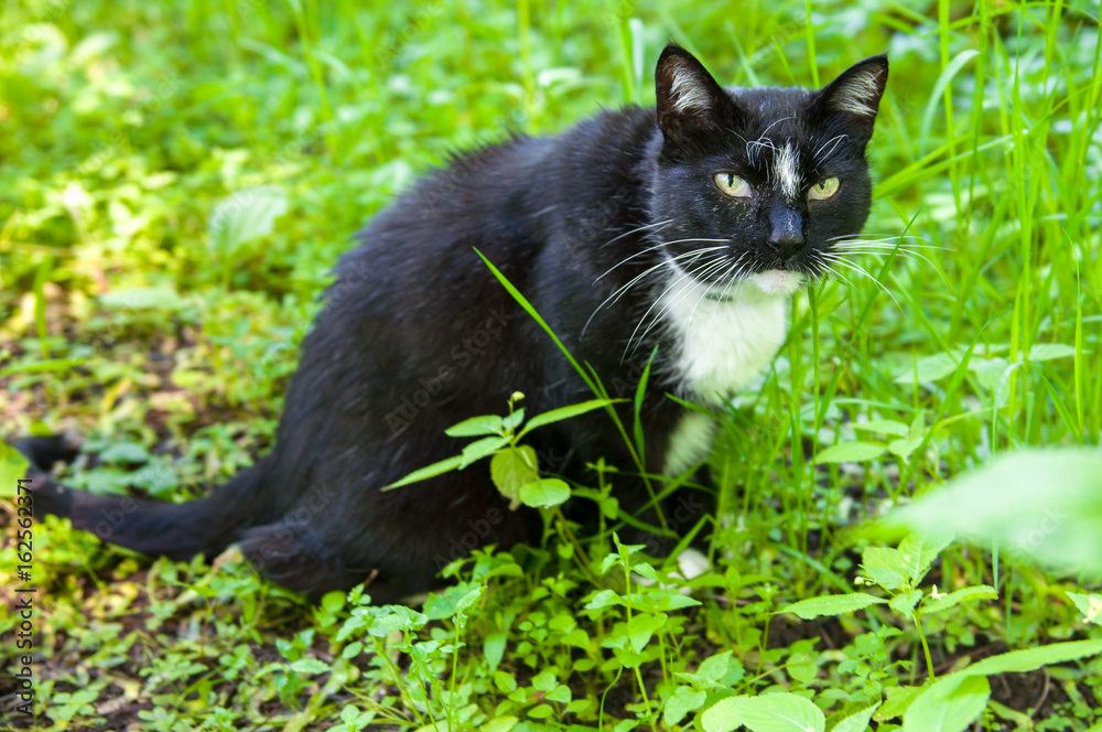 black cat with Flea collar is eating green grass outside on nature