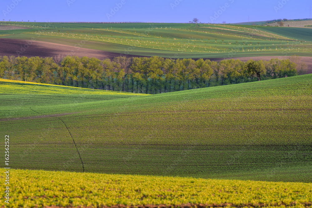 Colorful wavy hills on Moravia