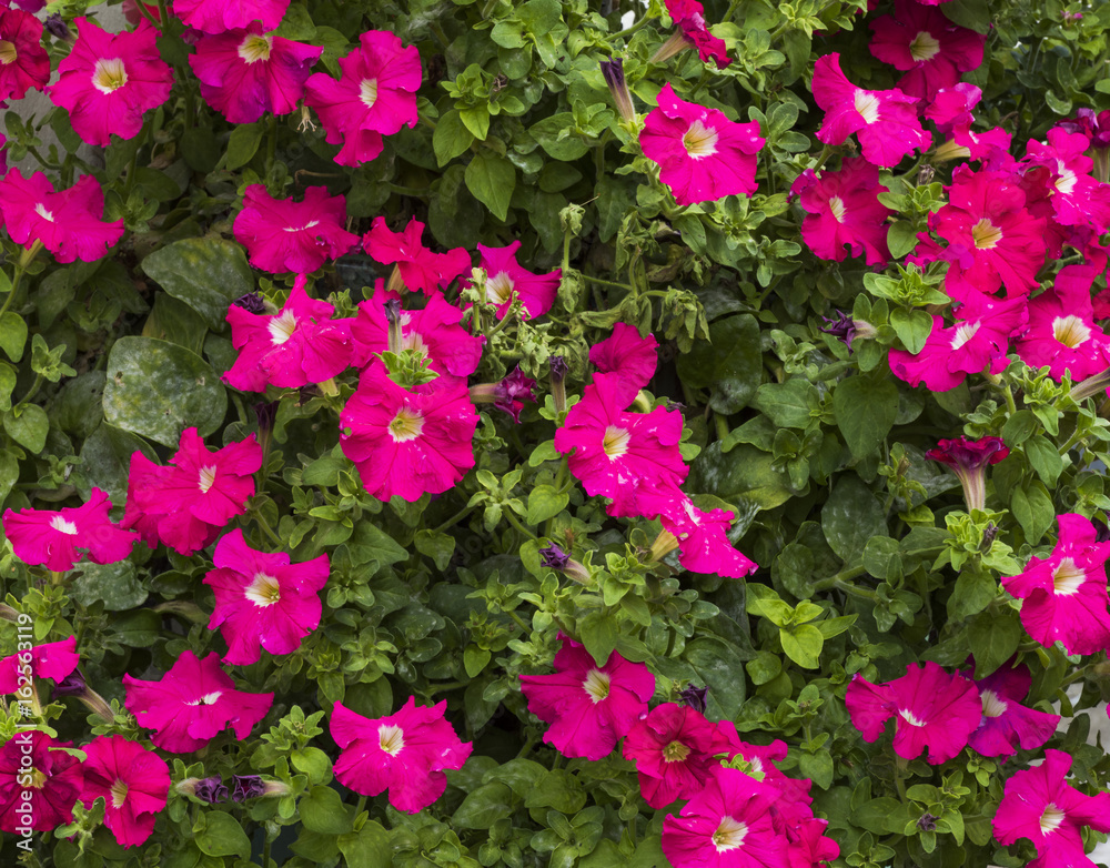 Petunia Flowers